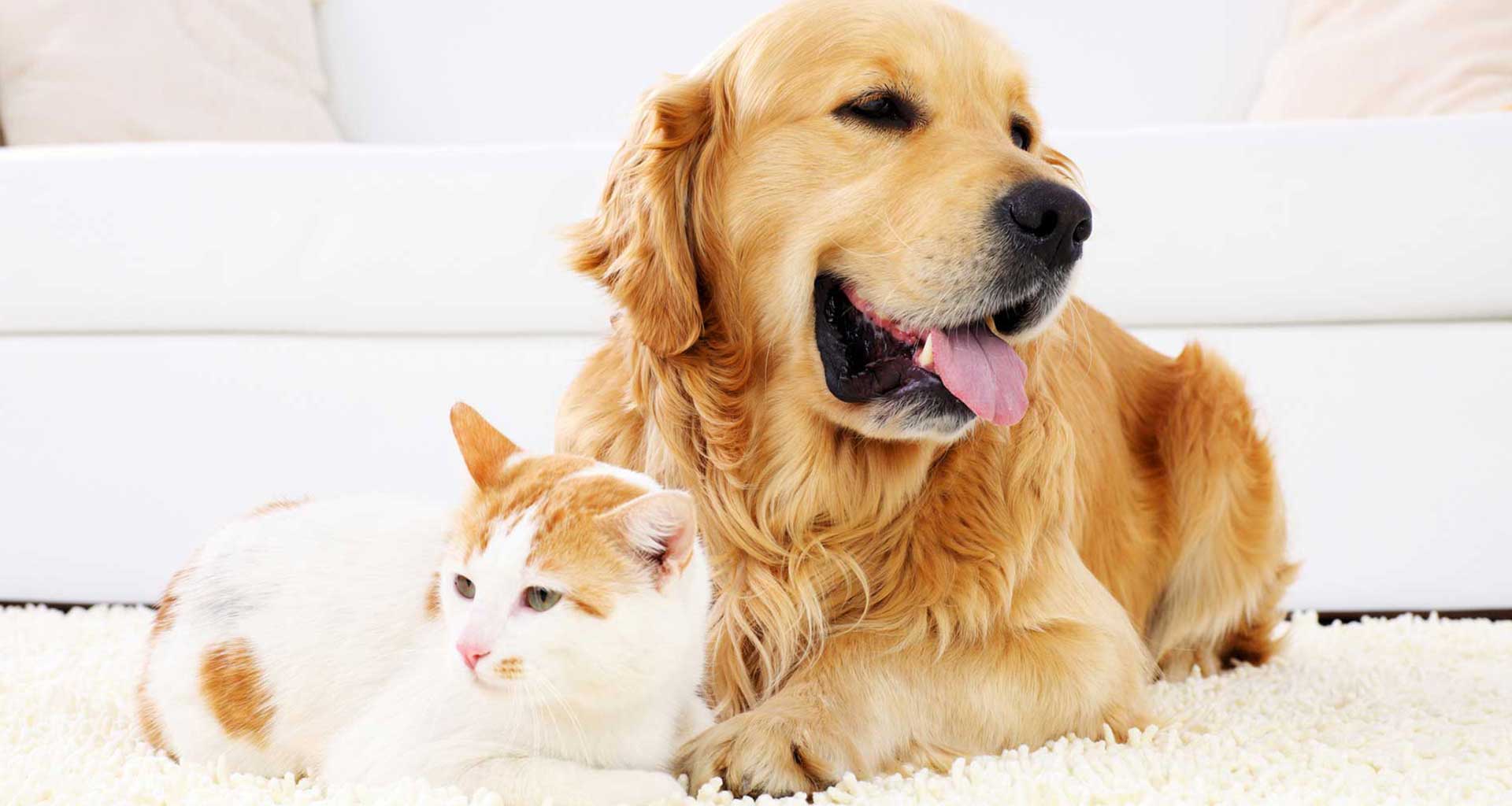 How to keep your senior pet comfortable